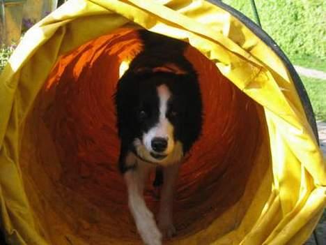 Border collie Pei Pei - Pei Pei i tunnel billede 10