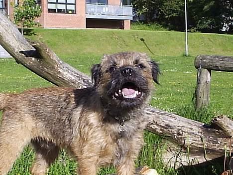 Border terrier Anton  billede 1