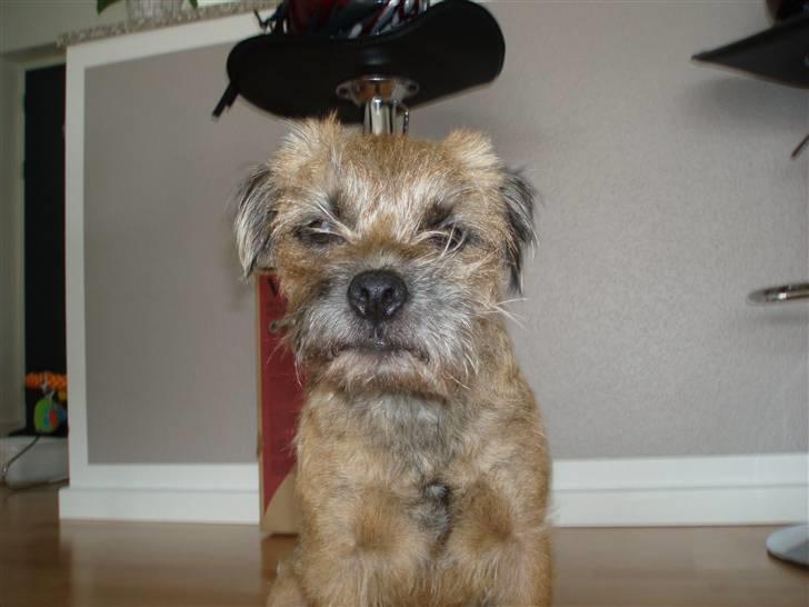 Border terrier Anton  billede 2