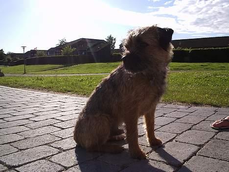Border terrier Anton  billede 3