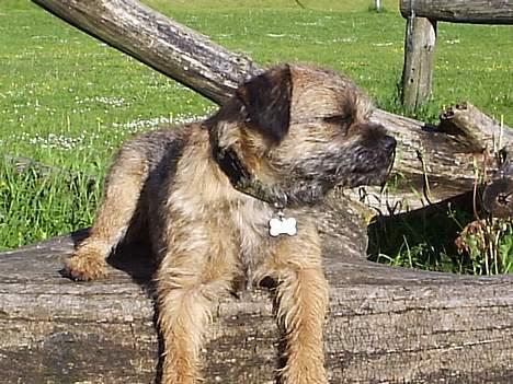 Border terrier Anton  billede 4