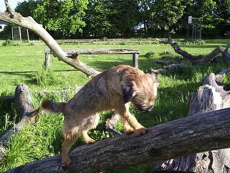 Border terrier Anton  billede 5