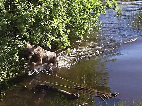 Border terrier Anton  billede 6