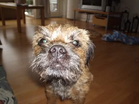 Border terrier Anton  billede 7