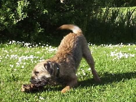 Border terrier Anton  billede 8