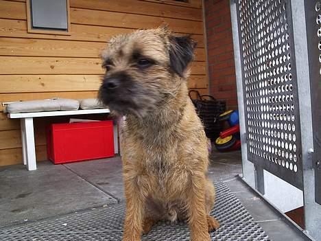 Border terrier Anton  billede 9