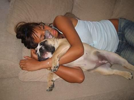 Engelsk bulldog Bertha billede 9