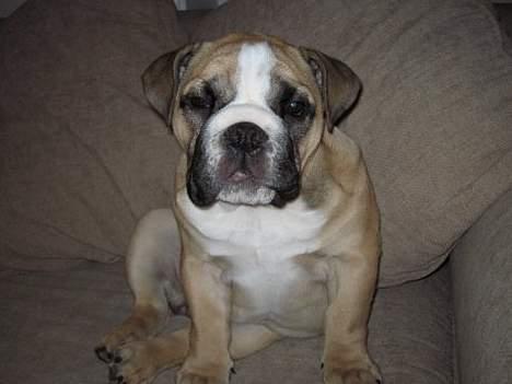 Engelsk bulldog Bertha - Puh, hvor er jeg søvnig!! billede 10