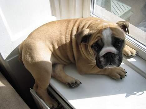 Engelsk bulldog Bertha billede 11