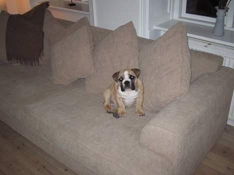 Engelsk bulldog Bertha billede 12