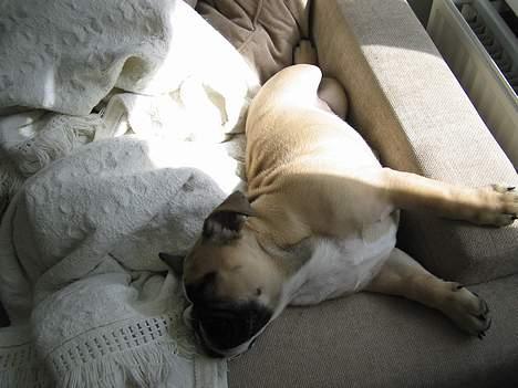 Engelsk bulldog Bertha billede 13