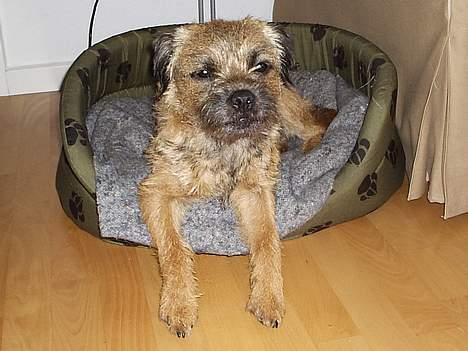Border terrier Anton  billede 10
