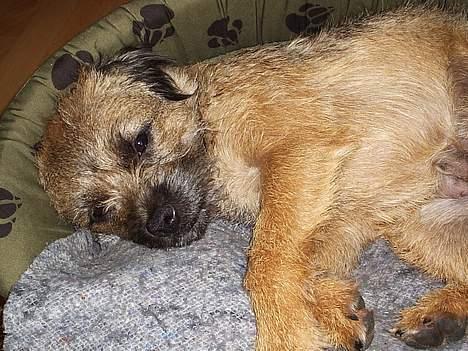 Border terrier Anton  billede 11