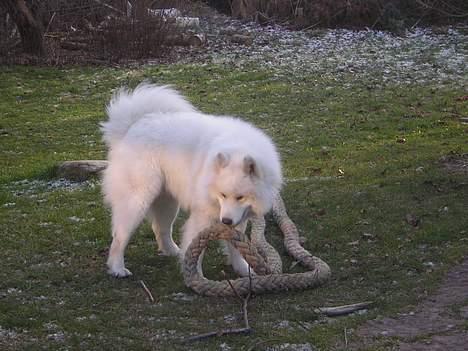 Samojedhund CC billede 1