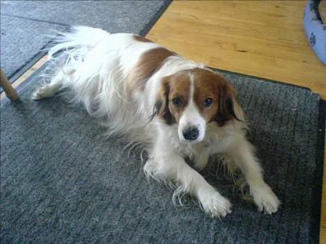 Kooikerhondje Zibbe - Jeg venter......... billede 17