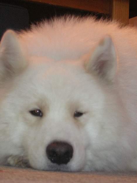 Samojedhund CC billede 2