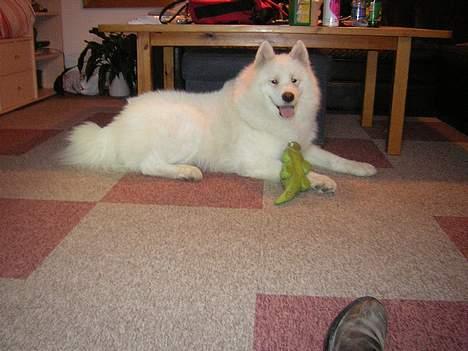 Samojedhund CC billede 3