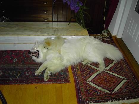 Samojedhund CC billede 4