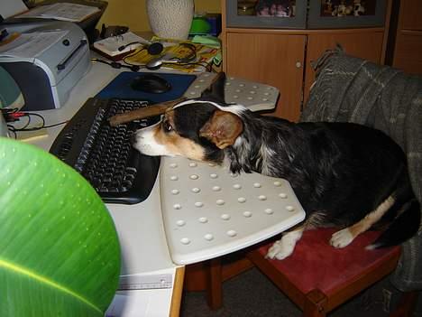 Welsh corgi cardigan A&H Faarup Wimmer - Så har jeg gemt mit kødben, der er nok ingen der ser den på tastaturet billede 17