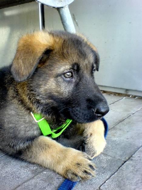 Schæferhund Hedegårds Hunter billede 1