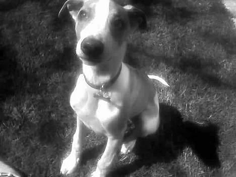 Whippet Rufus IX billede 6