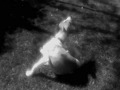 Whippet Rufus IX billede 7