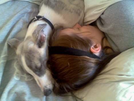 Whippet Rufus IX - middagslur billede 8