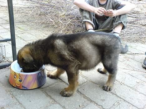 Schæferhund Hedegårds Hunter billede 4