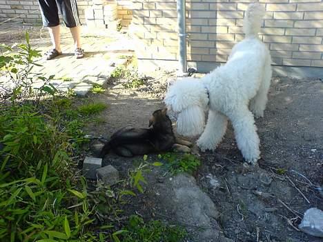 Schæferhund Hedegårds Hunter billede 5