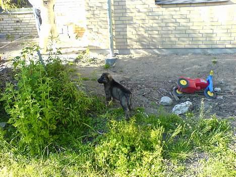 Schæferhund Hedegårds Hunter billede 6