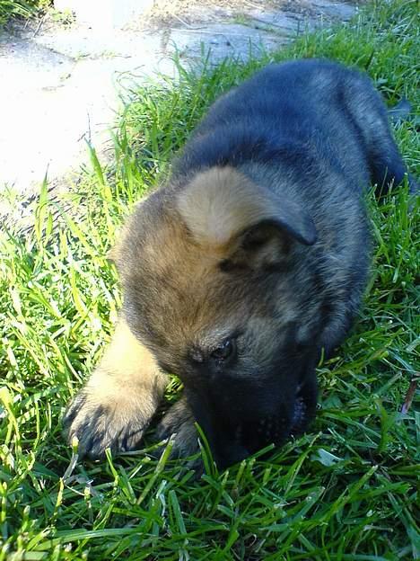 Schæferhund Hedegårds Hunter billede 9