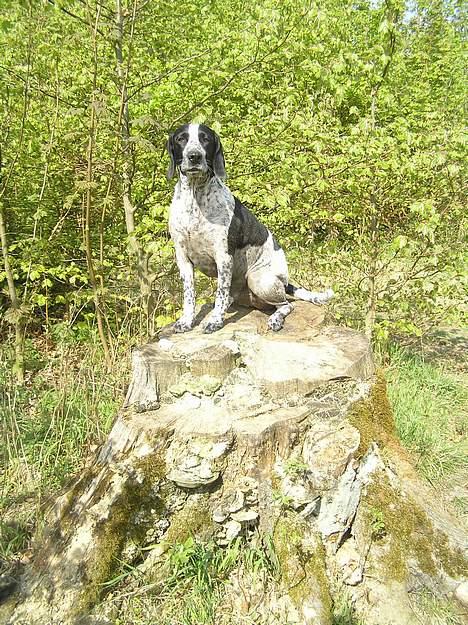 Blanding af racer Pasha - Poserer i skoven :o) billede 11
