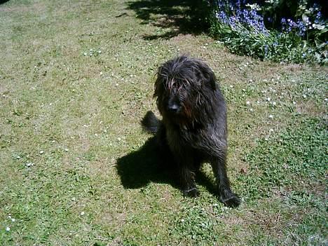 Blanding af racer Jensen billede 6