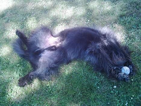 Blanding af racer Jensen billede 7