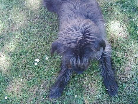 Blanding af racer Jensen billede 8