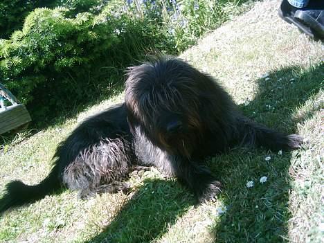 Blanding af racer Jensen billede 9