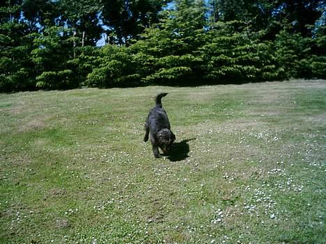 Blanding af racer Jensen billede 10