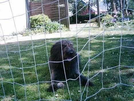 Blanding af racer Jensen billede 11