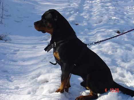 Rottweiler TYSON  billede 17