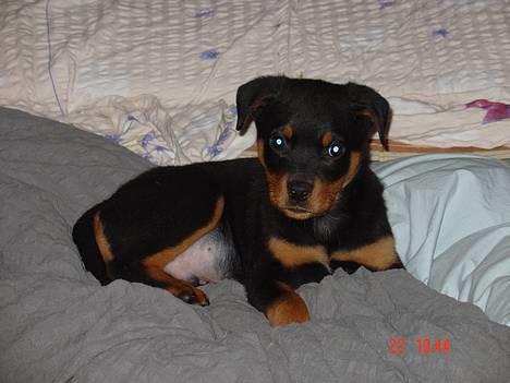 Rottweiler TYSON  billede 18
