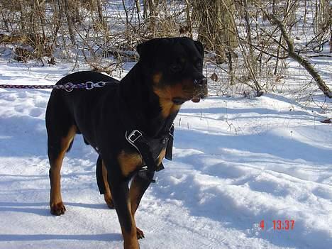 Rottweiler TYSON  billede 19