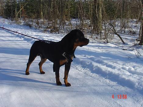Rottweiler TYSON  billede 20