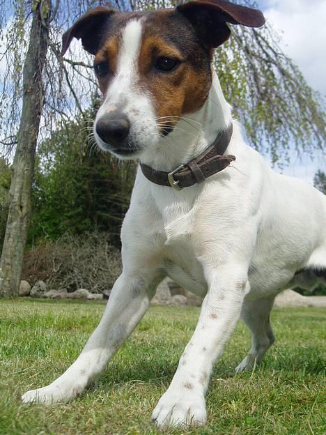 Jack russell terrier Tarzan - Er han ikke flot?? - Se alle billeder <3 billede 1