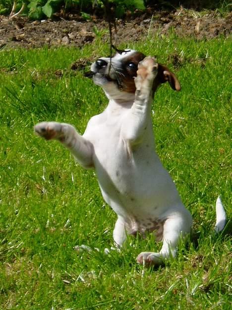 Jack russell terrier Tarzan - Jeg fik den billede 2