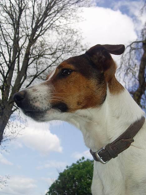 Jack russell terrier Tarzan - Tarzan i profil billede 3