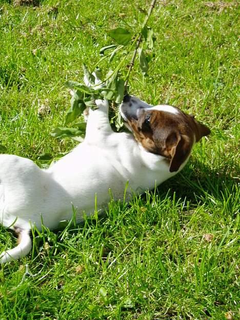 Jack russell terrier Tarzan - Guffenum billede 4