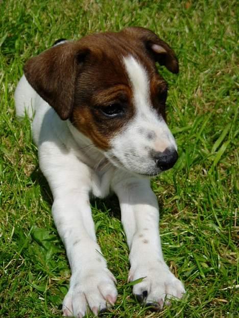 Jack russell terrier Tarzan billede 5