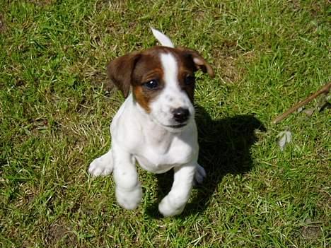 Jack russell terrier Tarzan - Hopla billede 6