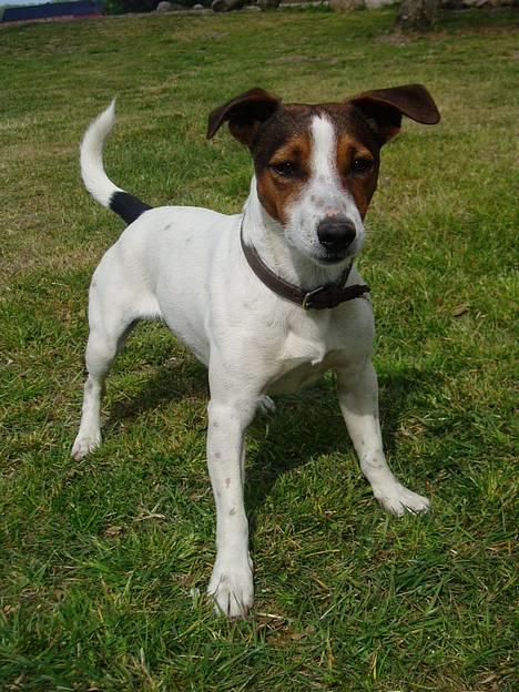 Jack russell terrier Tarzan - 1/5 billede 7