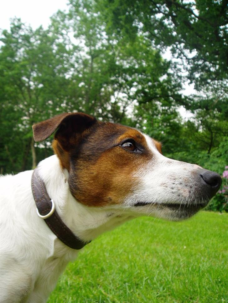 Jack russell terrier Tarzan - Nyt 6/6 billede 8